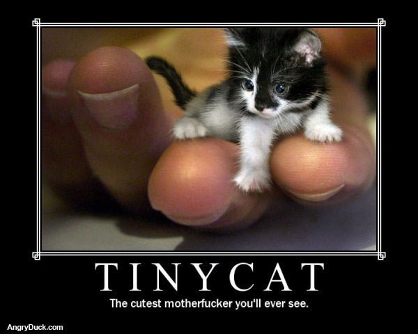Tinycat