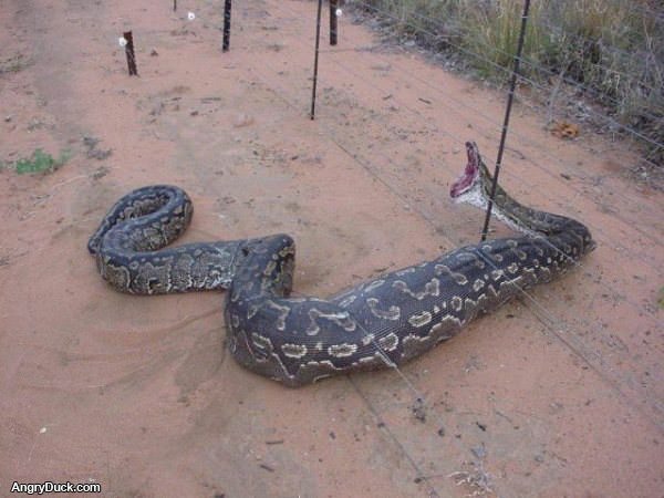 Very Unhappy Snake