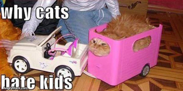 Why Cats Hate Kids