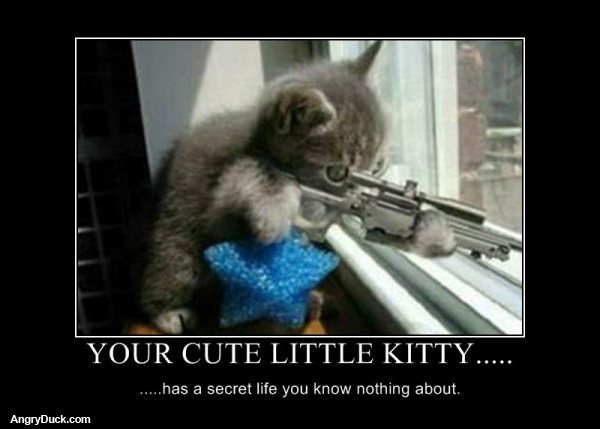 Your Cute Kittys Life