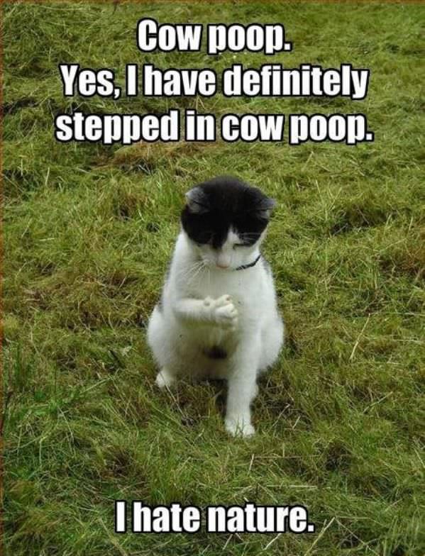 Cow Poop