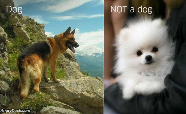 Dog Vs Not Dog