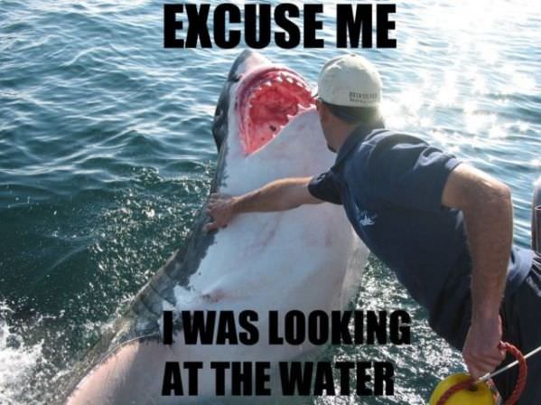 Excuse Me Shark