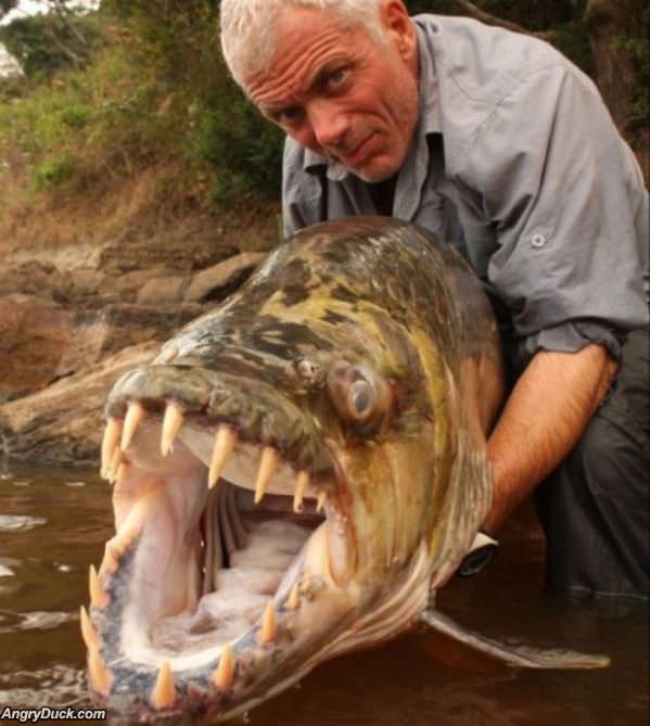 Huge Demon Fish