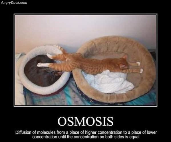 Osmosis