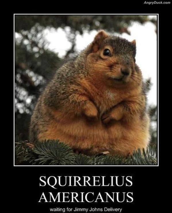 Squirreleius Amercanus