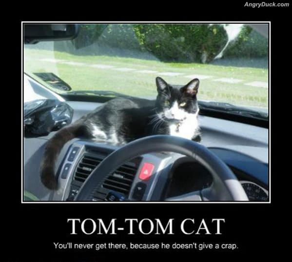 Tom Tom Cat