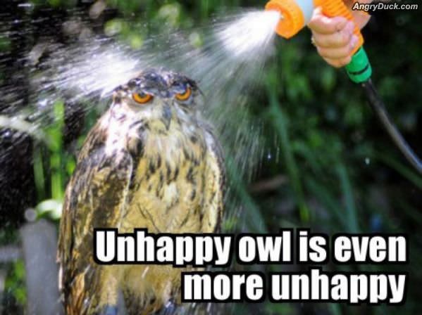 Unhappy Owl