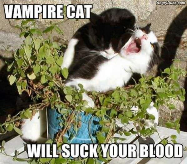 Vampire Cat
