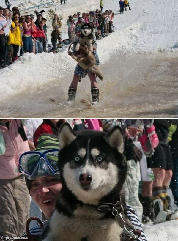 Water Skiing Dog