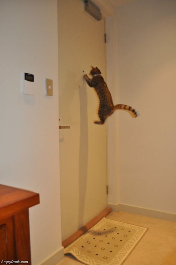 Whos At The Door Cat