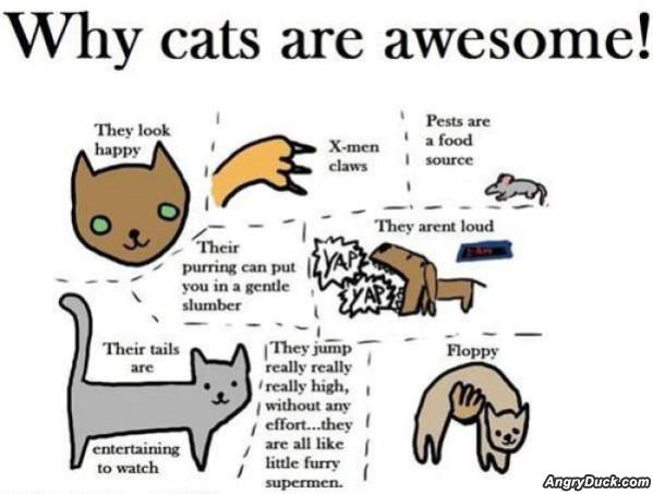 Why Cats Are Awsome