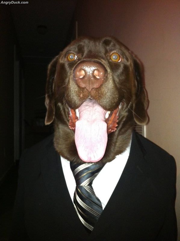 Business Dog Is All Business