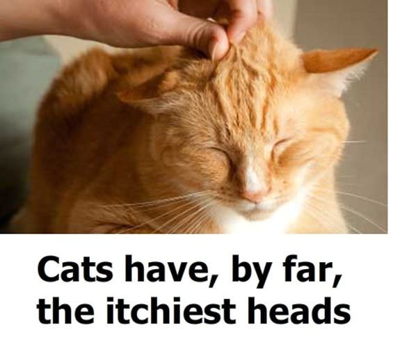 Cat Heads