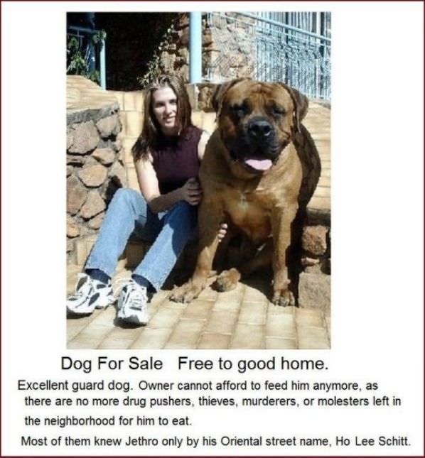 Dog For Sale