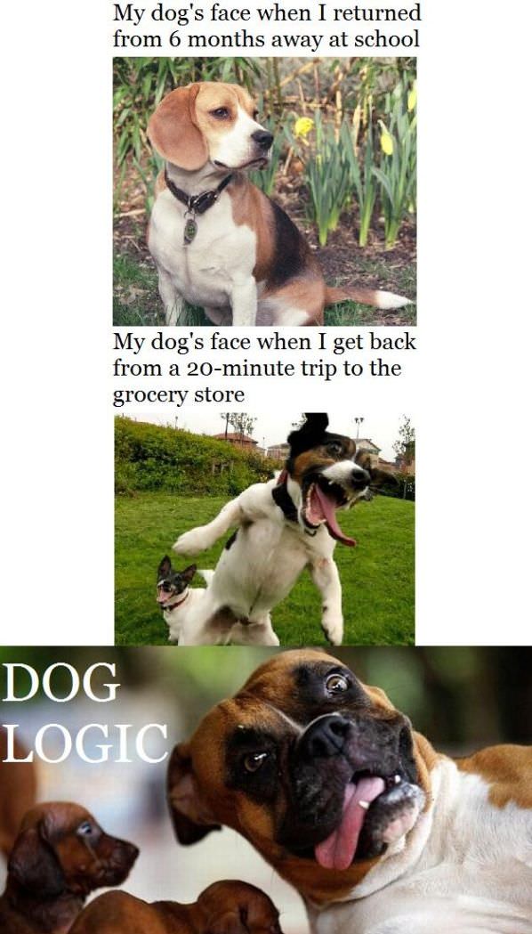 Dog Logic