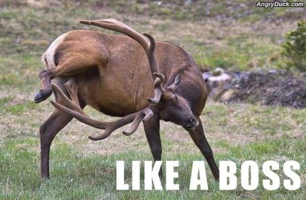 Like A Boss