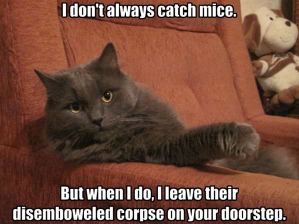 Most Interesting Cat In The World