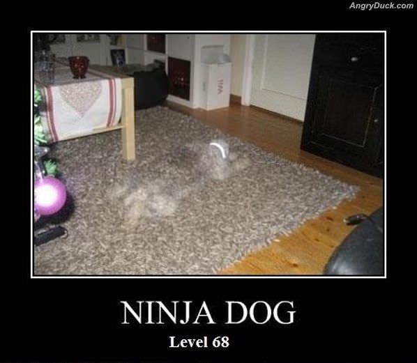 Ninja Dog