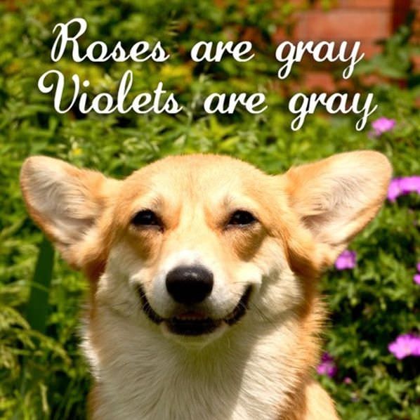 Roses Are Red