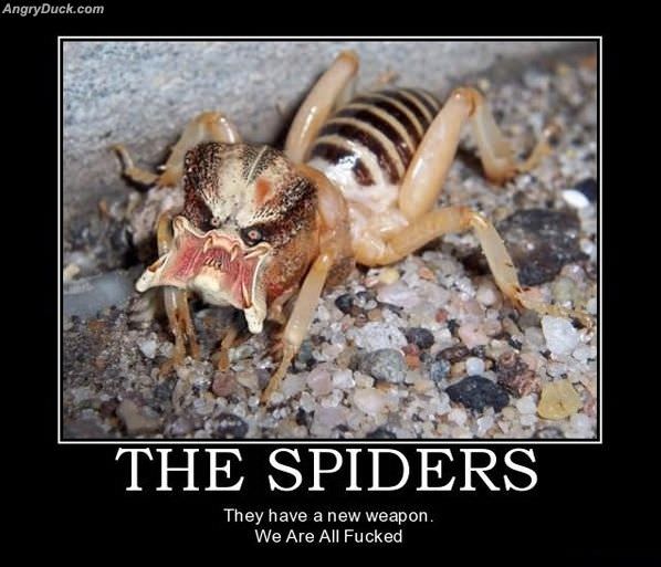 Spiders