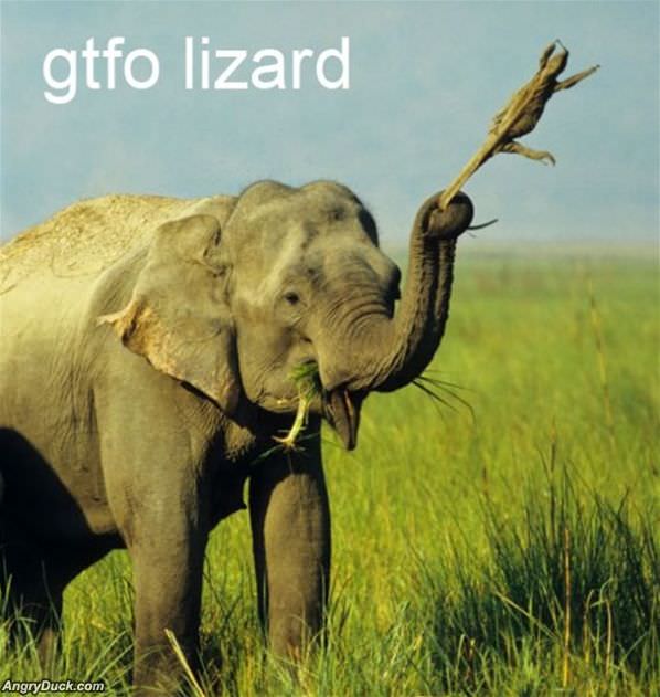 Gtf Out Lizard
