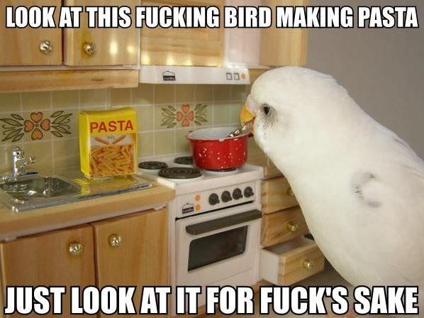 Pasta Bird