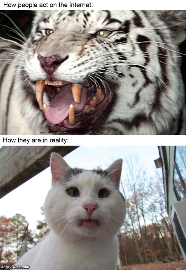 Reality Vs Internets