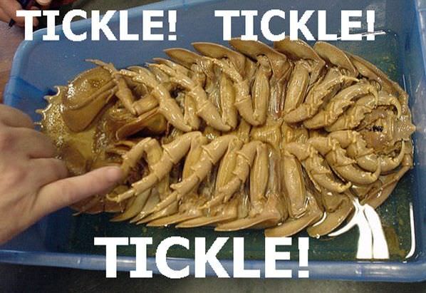 Tickle Tickle