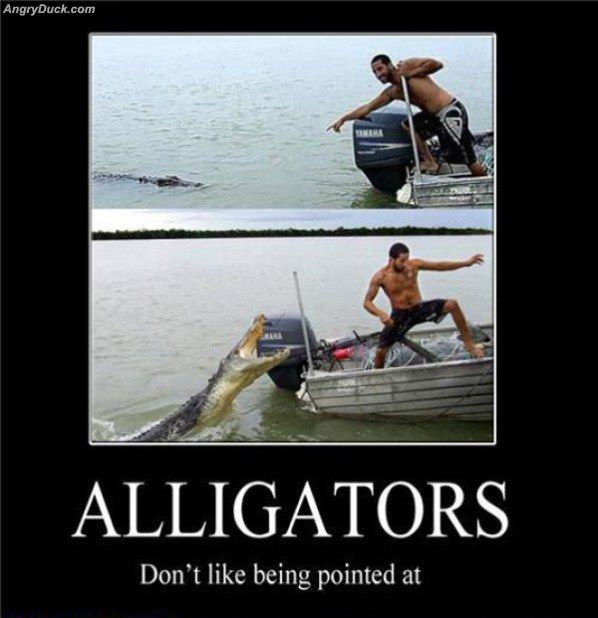 Alligators