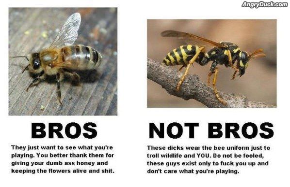 Bros Or No