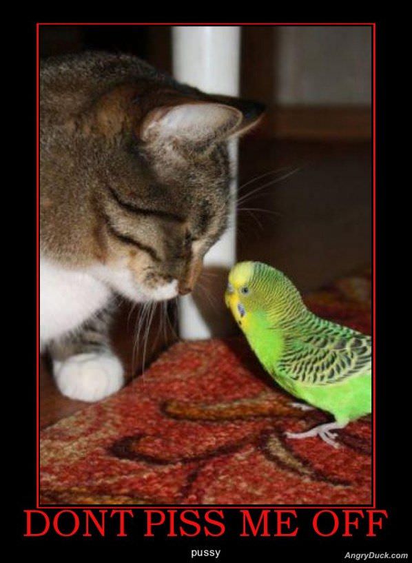 Dont Piss Me Off