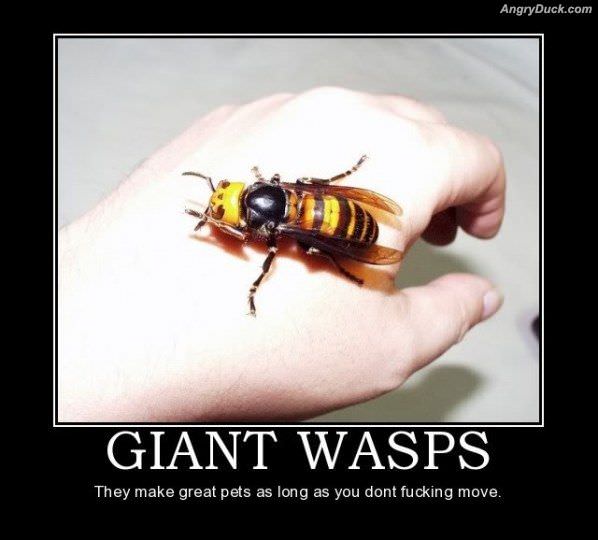 Giant Wasps