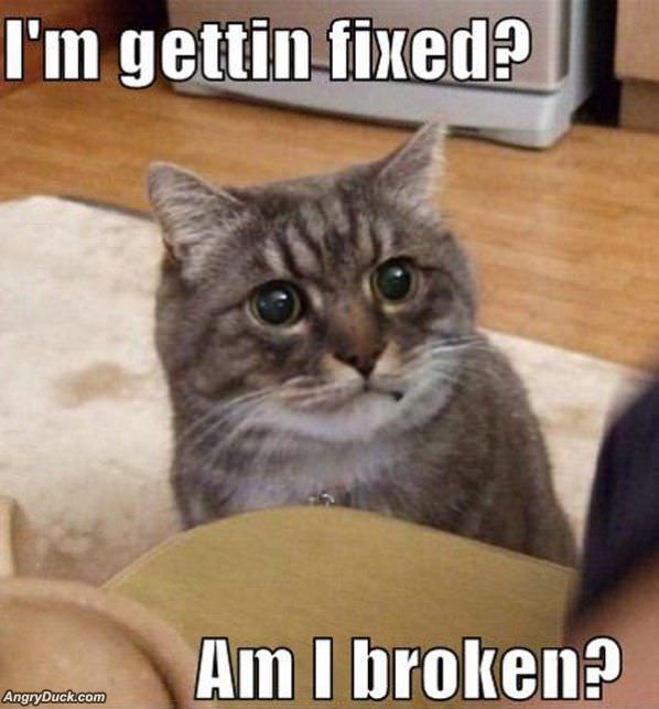 Im Getting Fixed