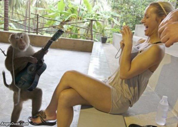 Serenading Monkey