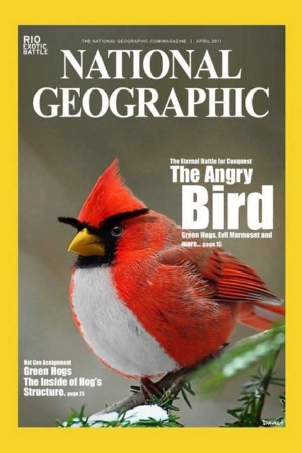 The Angry Bird