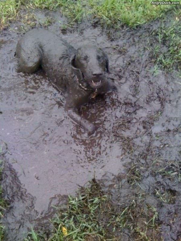 The Mud Dog