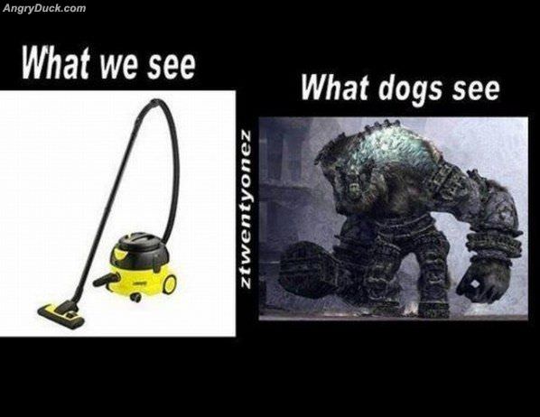 Us Vs Dogs
