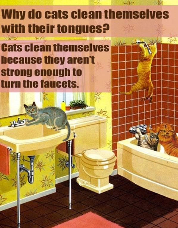 Why Cats Clean Themselves