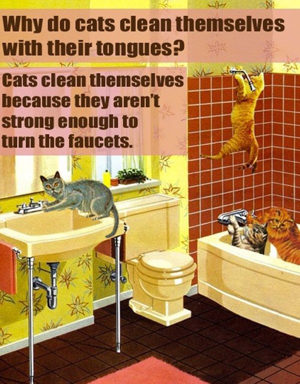 Why Cats Clean Themselves