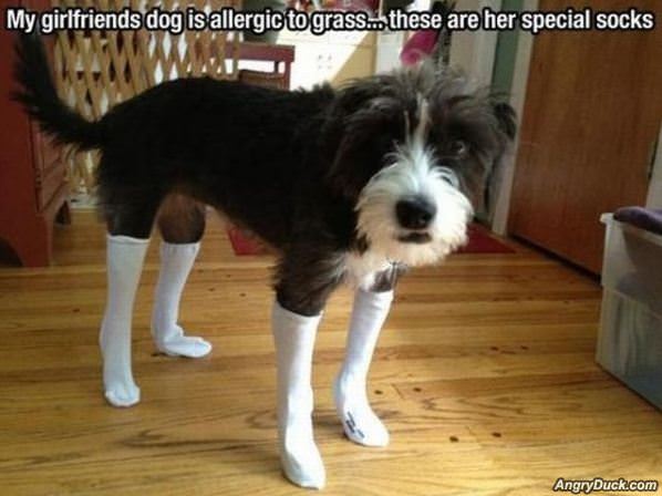 Allergic To Grass