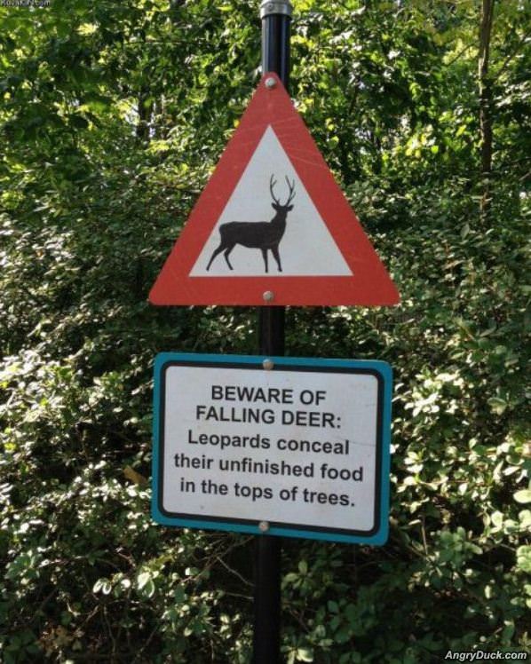 Beware Of Falling Deer