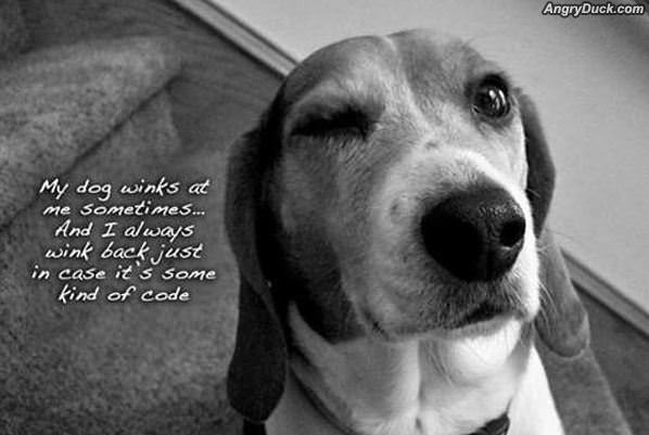 Dog Winks