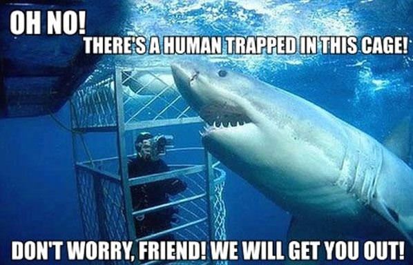 Helpful Shark