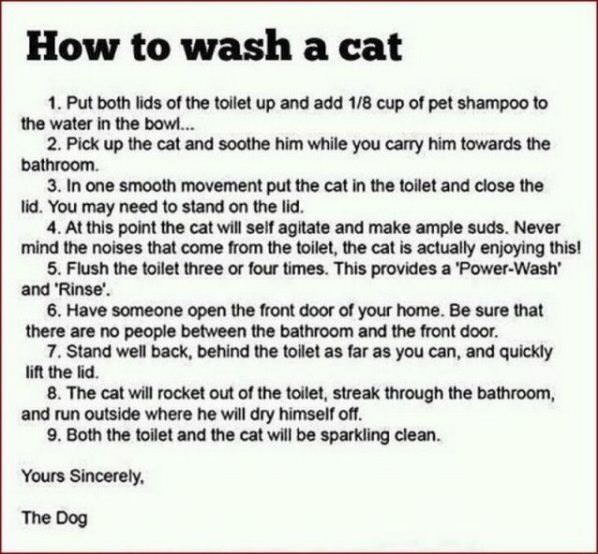 How To Wash A Cat