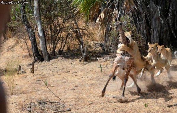 Nom Nom Nom Nom Nommmm