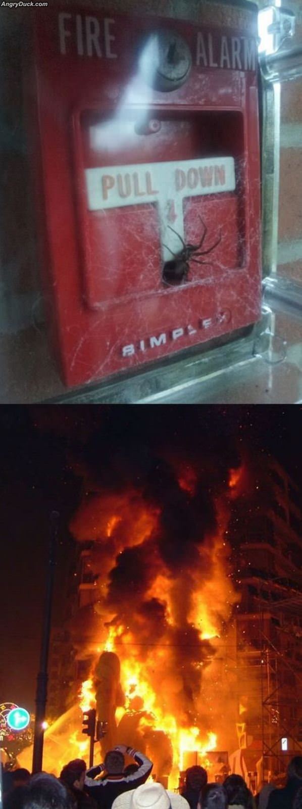 Terrified Of Spiders