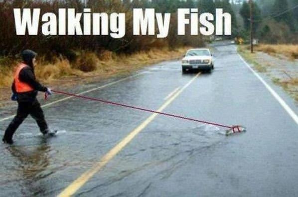Walking My Fish