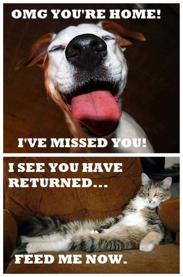 Dogs Vs Cats