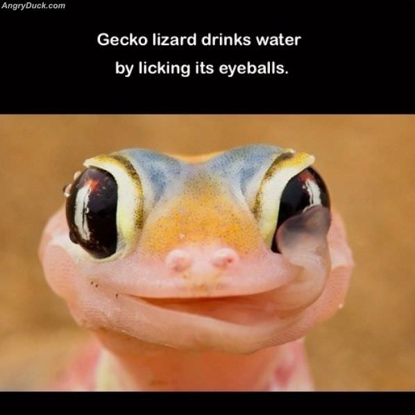 Gecko Lizard